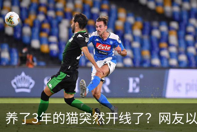 养了3年的猫突然开线了？网友以为是玩具，点开一看笑喷：快缝上