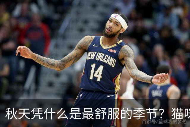 秋天凭什么是最舒服的季节？猫咪表情包给出了答案